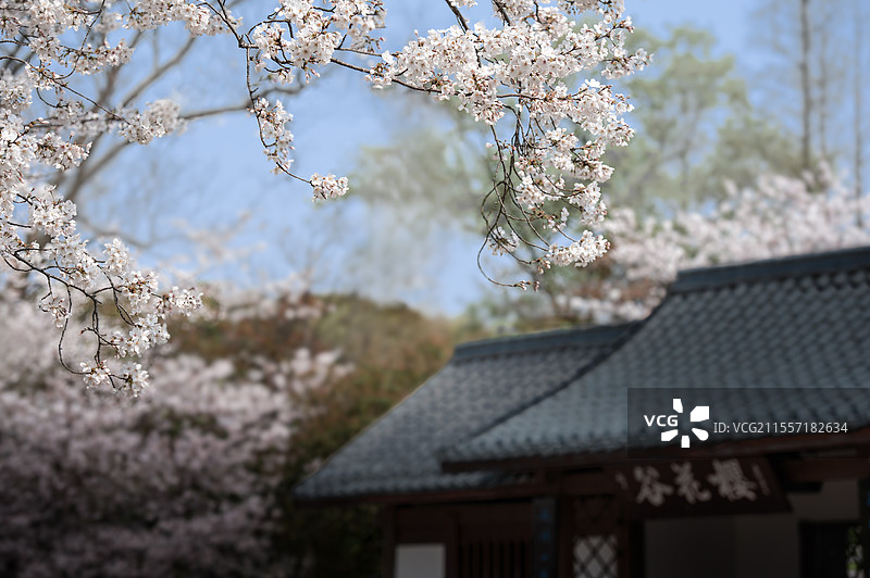 无锡鼋头渚中式建筑和樱花图片素材