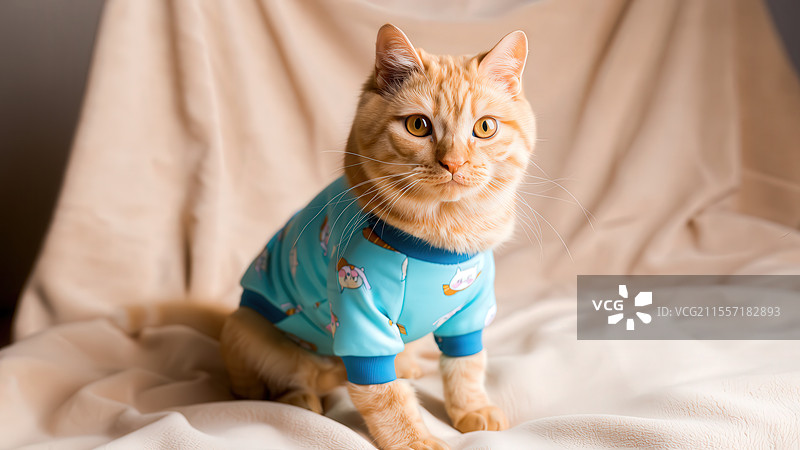 穿蓝色衣服的橙色猫咪图片素材