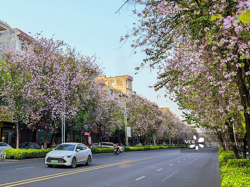 开满洋紫荆的路图片素材