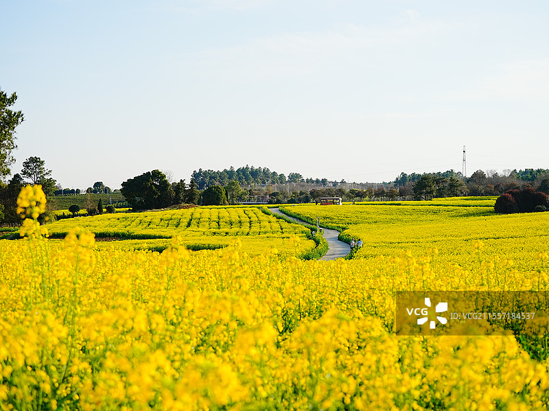 赏高淳国际慢城油菜花，享受愉快周末图片素材