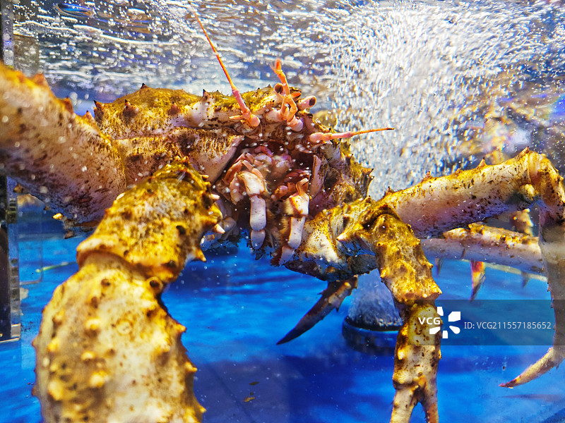 帝王蟹图片素材