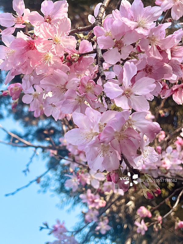 厦门植物园樱花图片素材