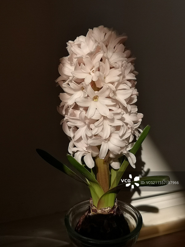 晨光里的风信子图片素材