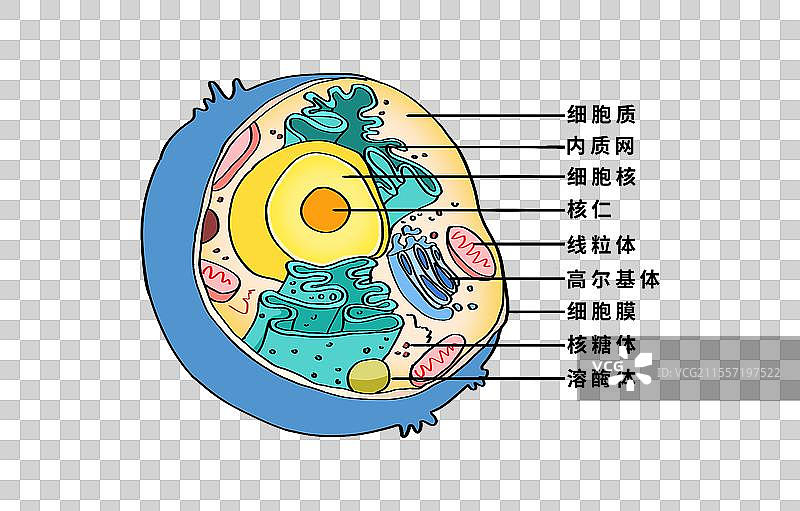 细胞结构说明卡通元素图片素材