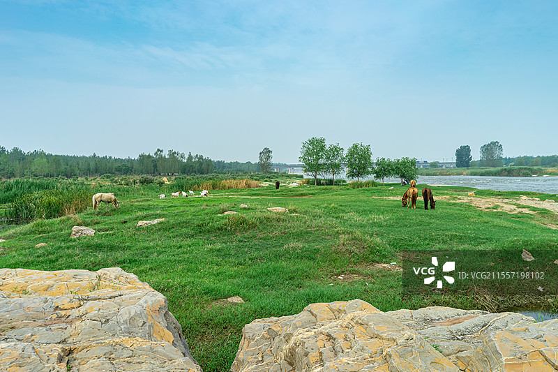 中国野外动物野生动物拍摄主题，一群白色的山羊，正在河边草地上觅食吃草，户外白昼无人图像摄影图片素材