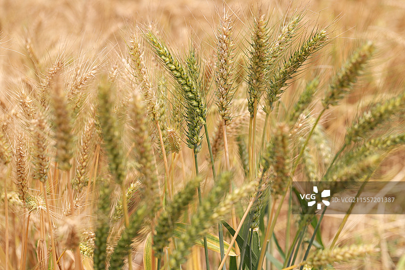 獭山村的麦田图片素材