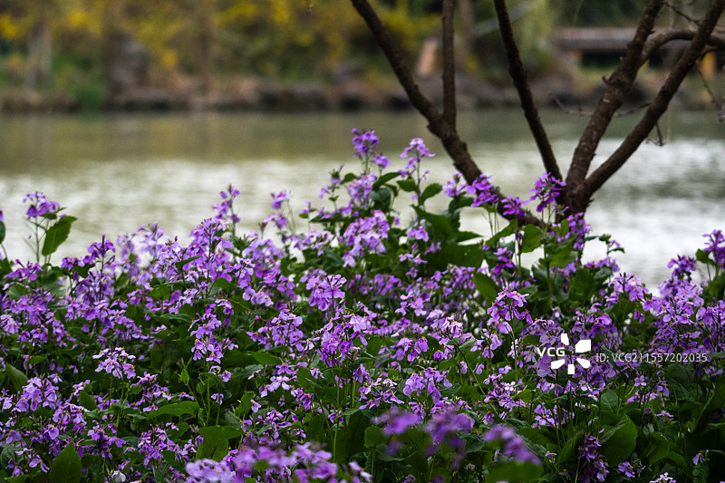 春天烟花三月宋夹城体育休闲公湖边的紫色二月兰花海图片素材