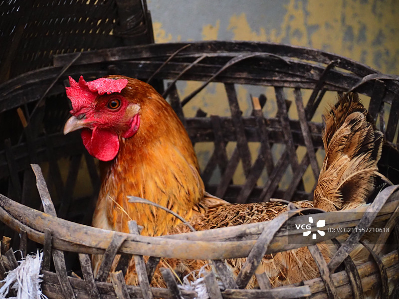 农村乡下，背篓里，一只正在下蛋的鸡图片素材