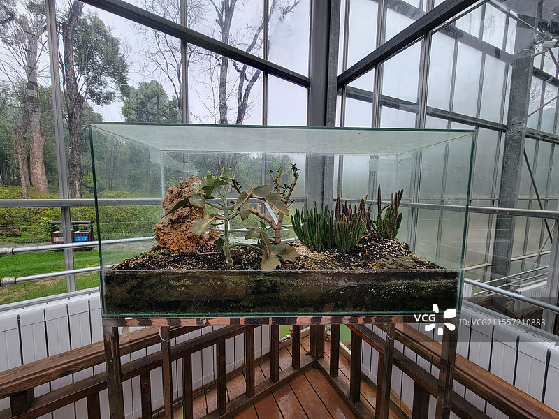 武汉植物园温室一角，热带植物，仙人掌图片素材