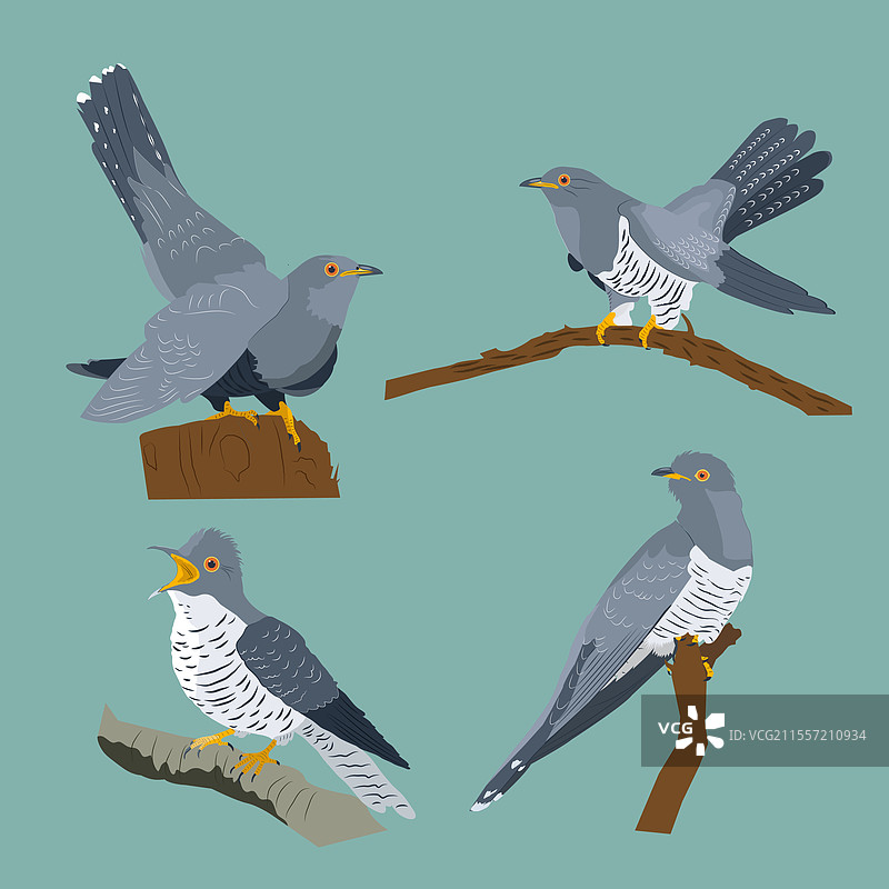 四只不同姿势的布谷鸟集合图片素材