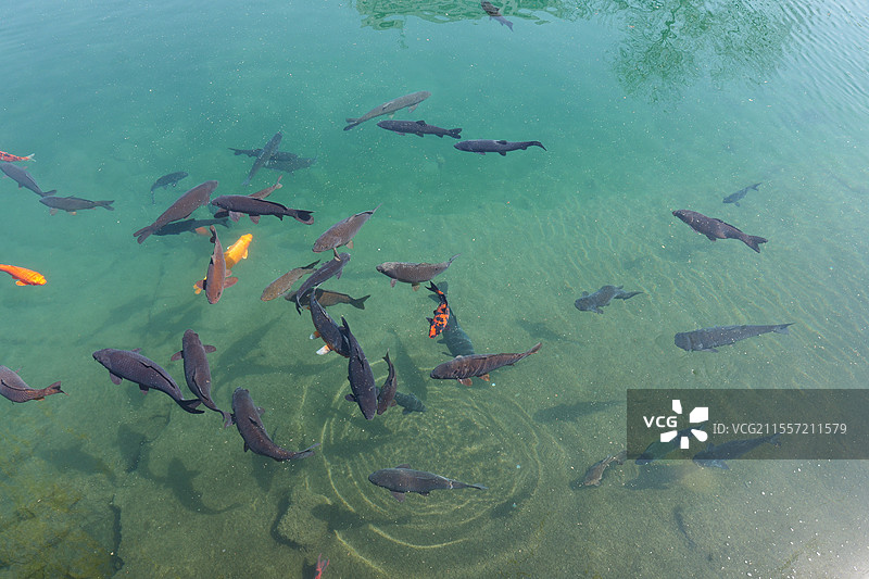 池中的锦鲤图片素材