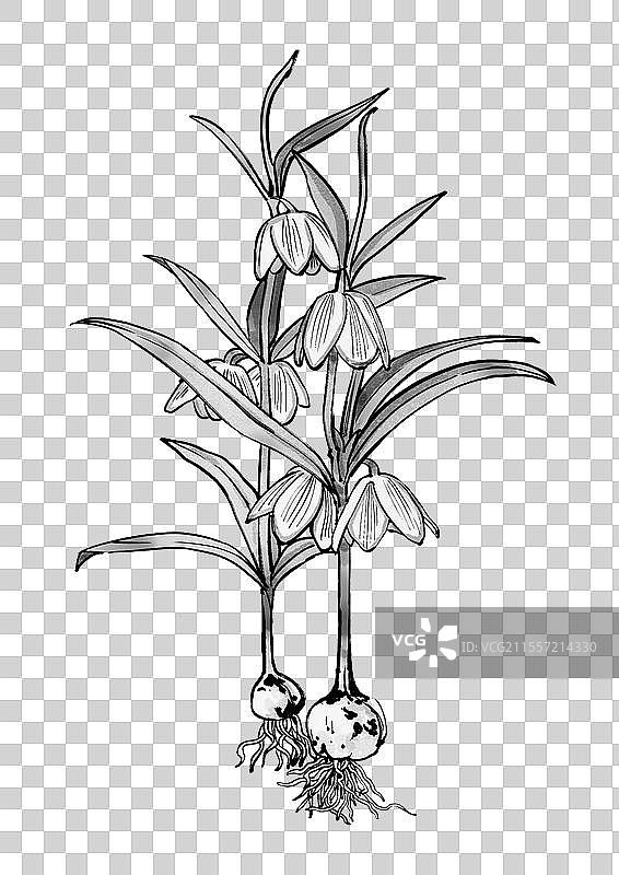 中药贝母手绘植株图片素材