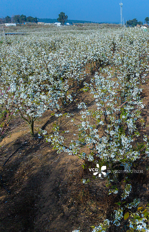 云南省玉溪市江川区江城镇候家沟大平地梨园图片素材