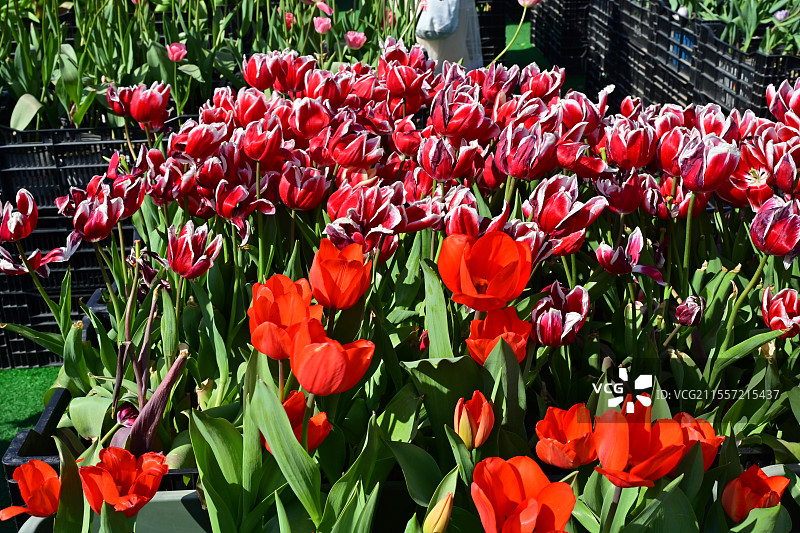 盐城荷兰花海春季郁金香图片素材