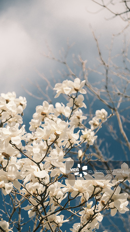 春暖花开图片素材