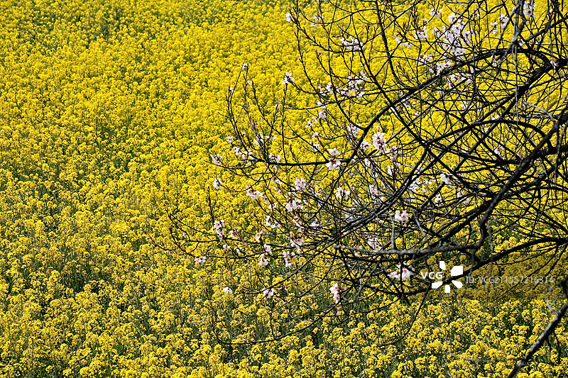 西藏林芝巴宜区桃花盛开写春色雪山油菜背景图片素材