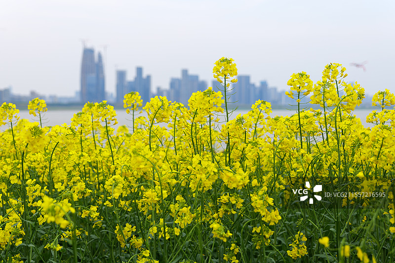 春天盛开的黄色油菜花花海与城市建筑图片素材