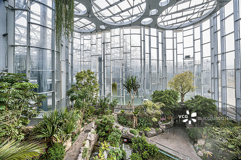 上海温室花园云上森林展馆植物内景图片素材