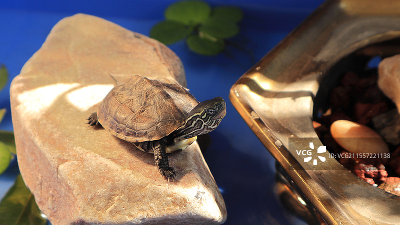 岩石上的草龟特写镜头图片素材