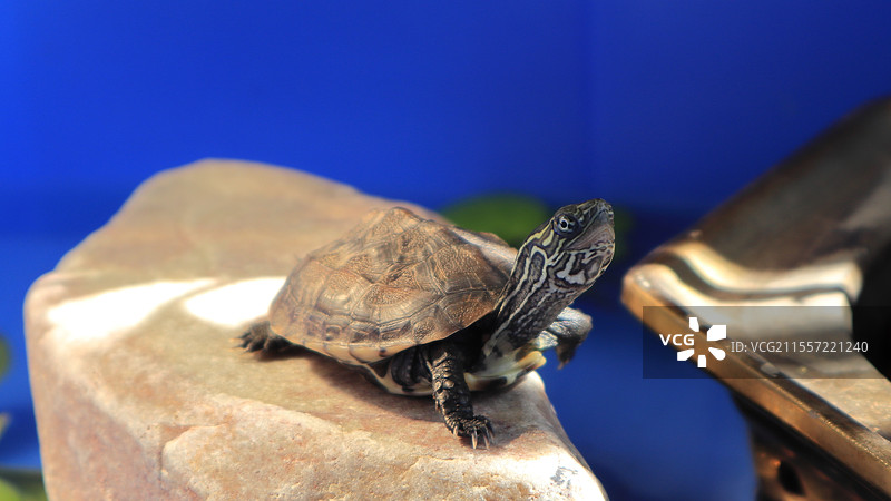 岩石上的草龟特写镜头图片素材
