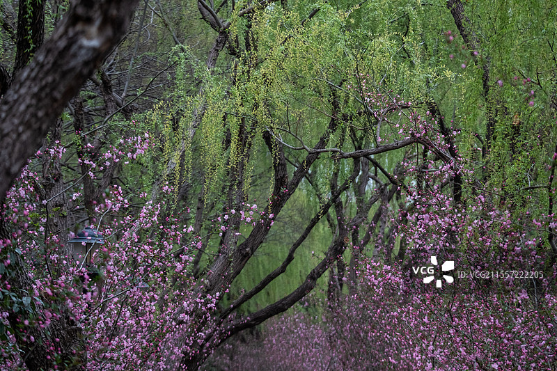 春天烟花三月宋夹城体育休闲公园海棠大道盛开的垂丝海棠和翠绿的柳树互相辉映图片素材