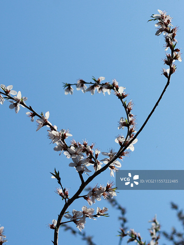 北京颐和园山桃花树枝特写镜头图片素材