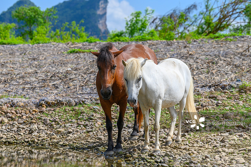 一匹白马和褐色马站在河岸时的全身特写图片素材