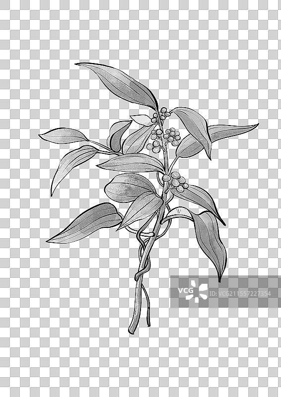 中药茯苓手绘植株图片素材