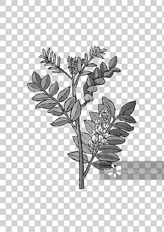 中药甘草手绘植株图片素材