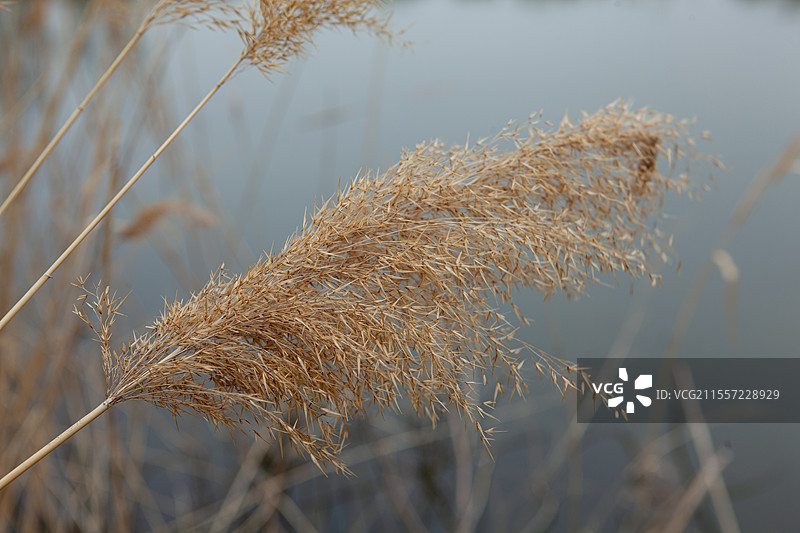 浅水湖边的芦苇图片素材