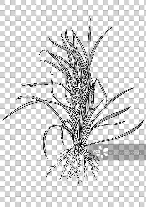 中药麦门手绘植株图片素材