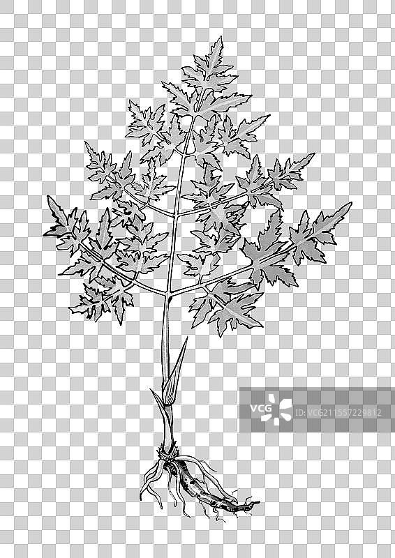 中药羌活手绘植株图片素材