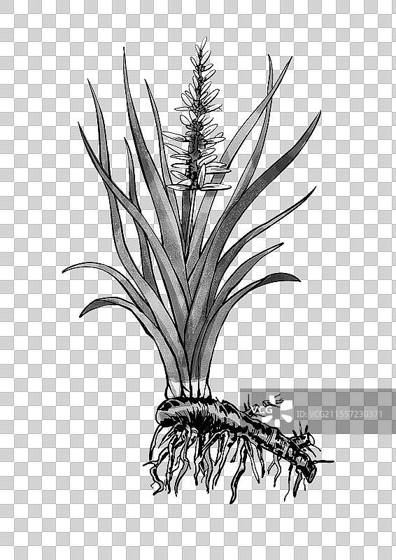 中药知母手绘植株图片素材