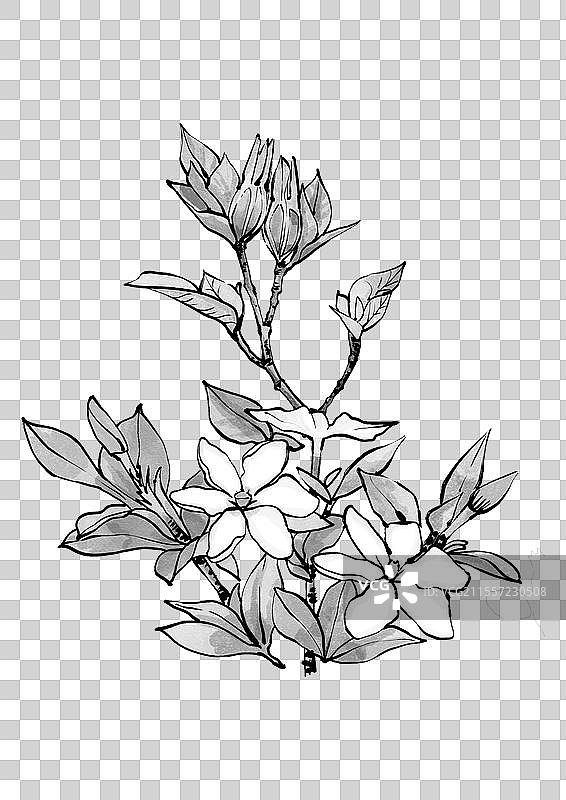 中药栀子手绘植株图片素材