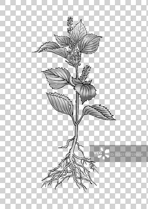 中药紫苏手绘植株图片素材