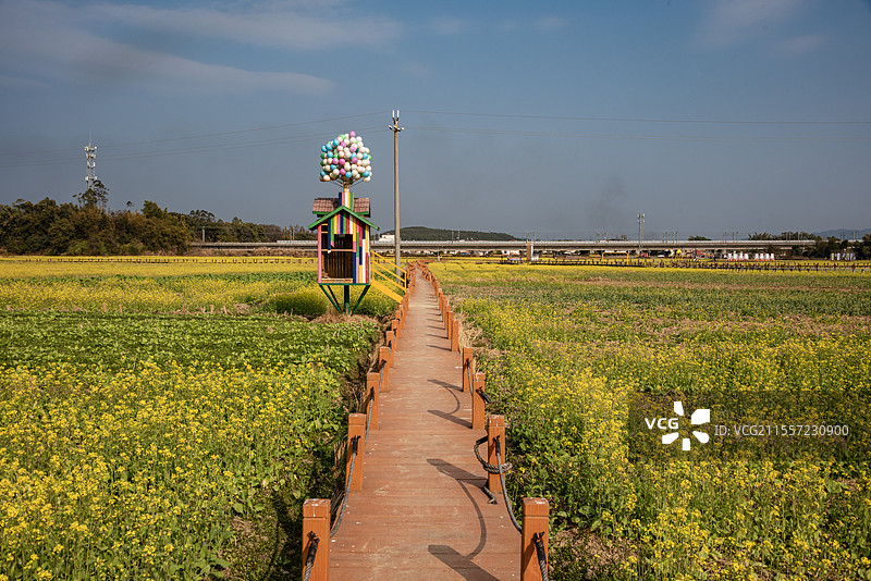 韶关武江区重阳镇水口村的油菜花图片素材