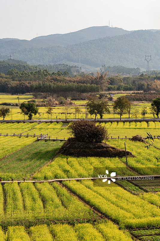 韶关武江区重阳镇水口村的油菜花图片素材