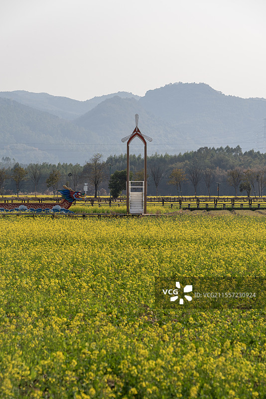 韶关武江区重阳镇水口村的油菜花图片素材