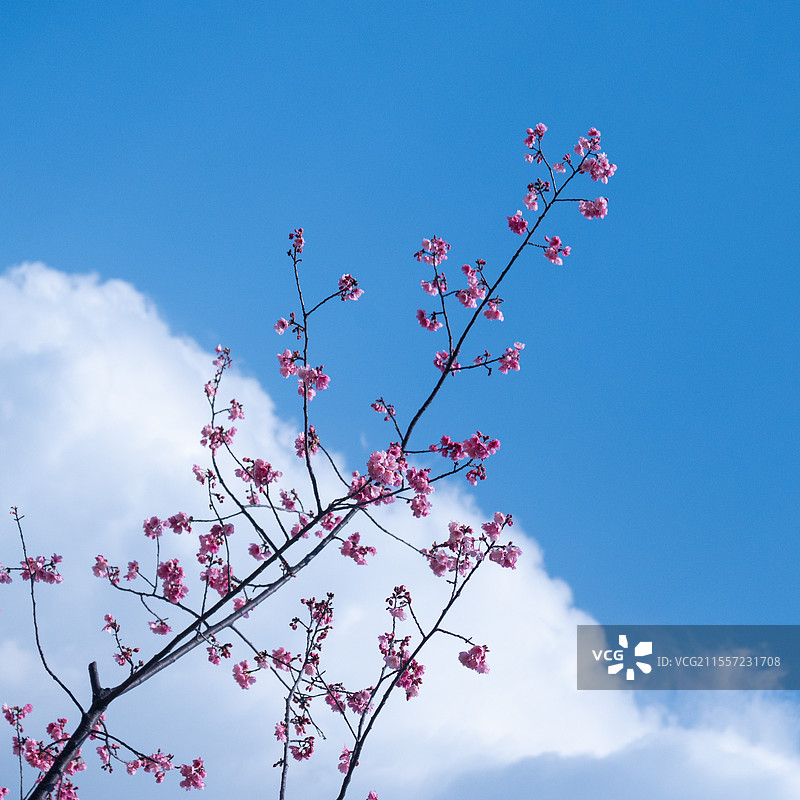 蓝天与樱花图片素材