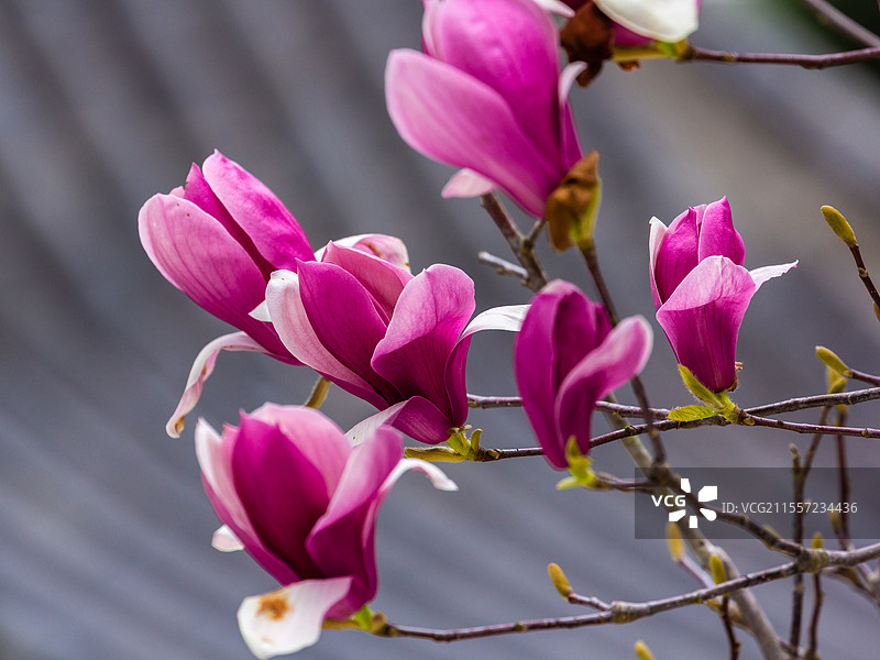 紫玉兰图片素材