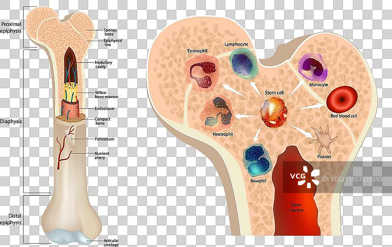 骨髓干细胞红细胞图片素材
