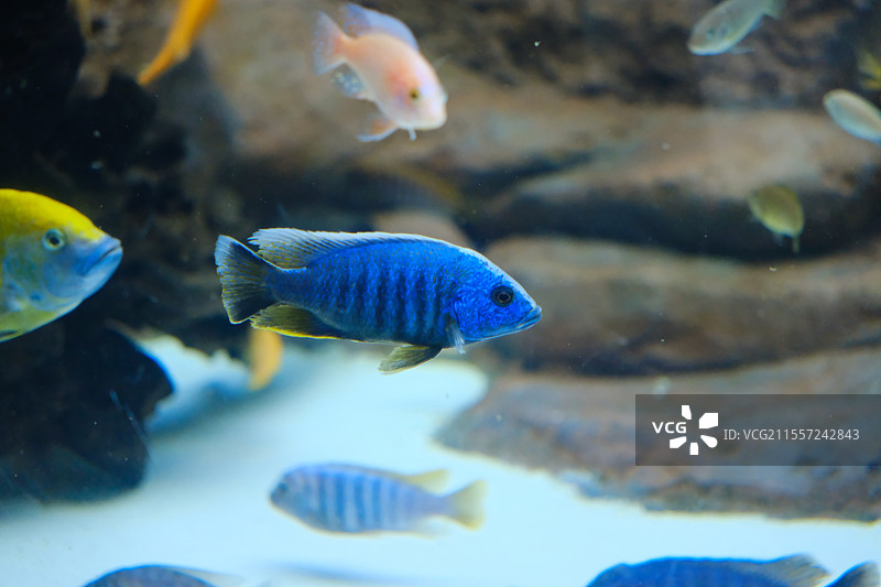 海洋馆里的慈鲷图片素材