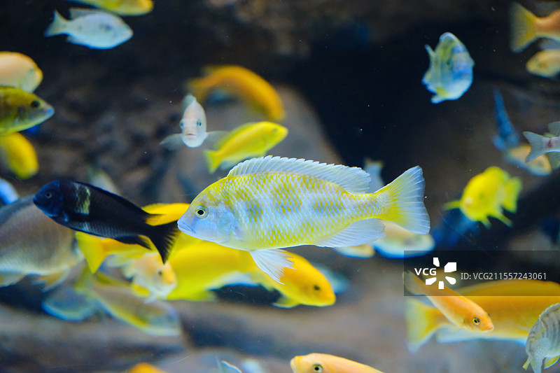 海洋馆里的慈鲷图片素材