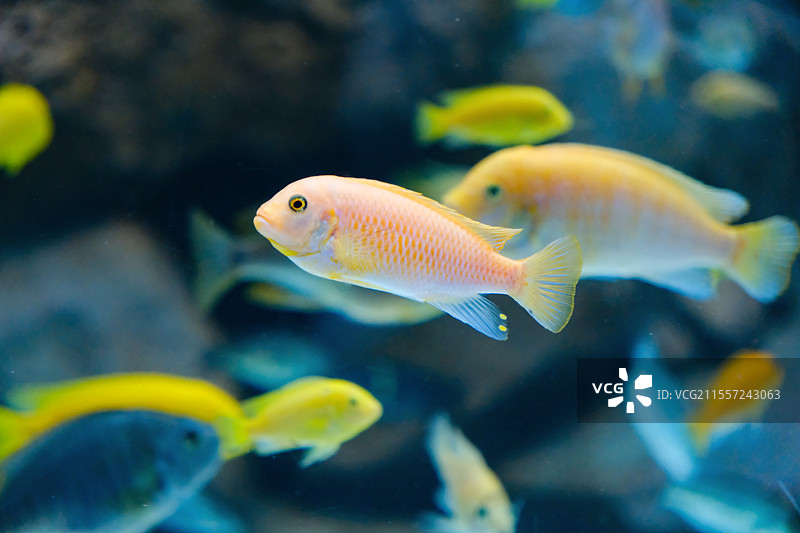 海洋馆里的慈鲷图片素材