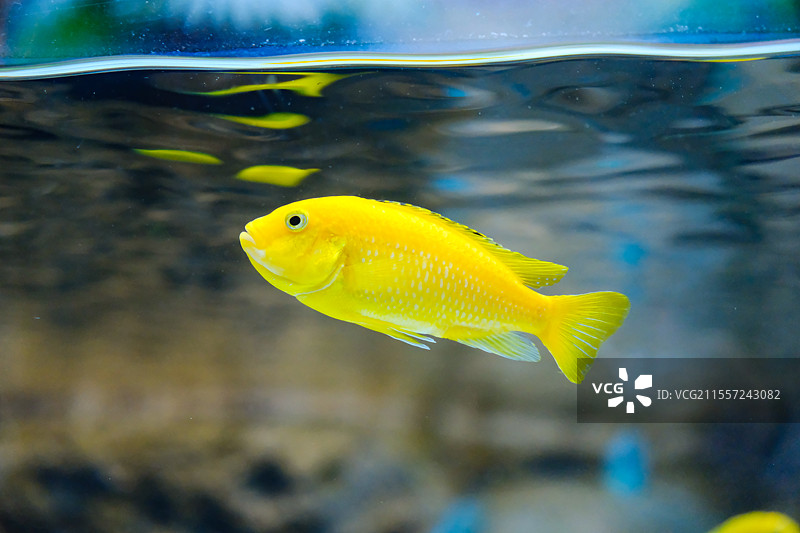 海洋馆里的慈鲷图片素材