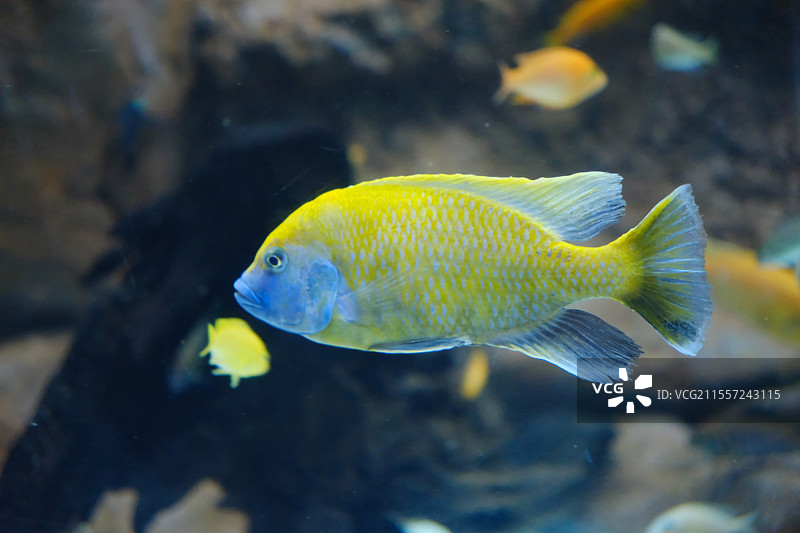 海洋馆里的慈鲷图片素材