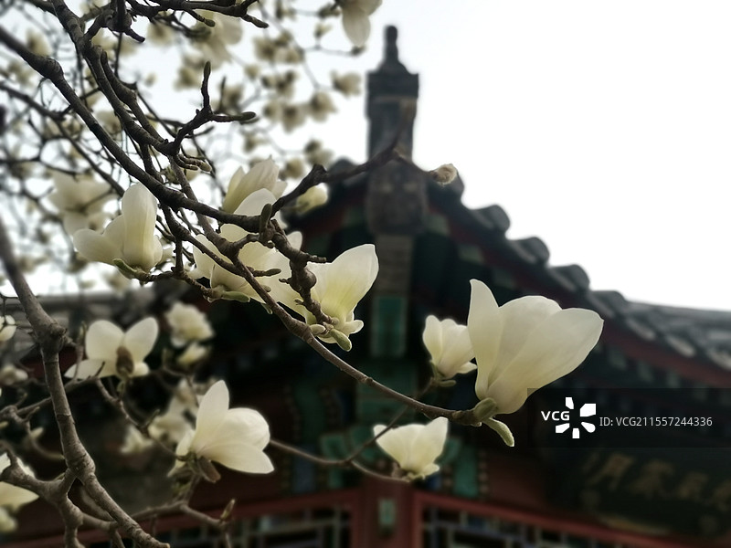 玉兰花开月坛公园光风霁月亭子边一棵玉兰树繁花似锦图片素材