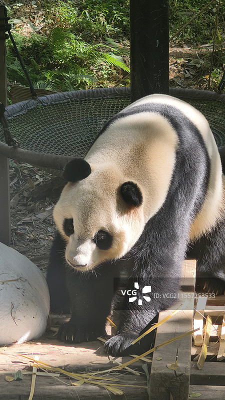大熊猫特写图片素材