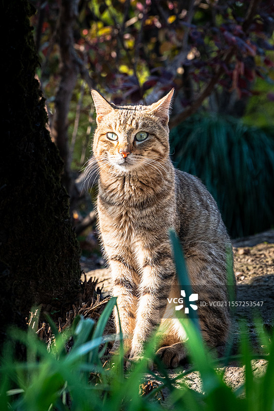 猫坐在阳光下户外自然环境中的肖像图片素材