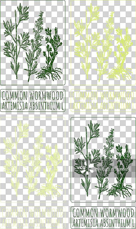 各种颜色的常见艾草绘画集图片素材